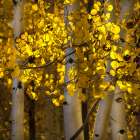 USA-Utah-Capital Reef National Park Close-up of aspen trees in sunlit yellow color Art Print